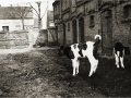 Auf dem Bauernhof der Familie Wollschläger um 1920