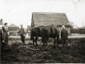 Familie Wollschläger beim Pflügen um 1920